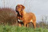 DOGUE DE BORDEAUX 203